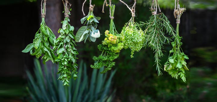 drying-herbs