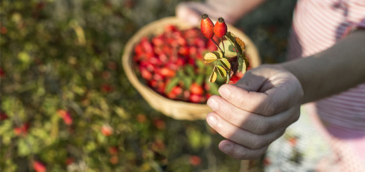 rose-hips