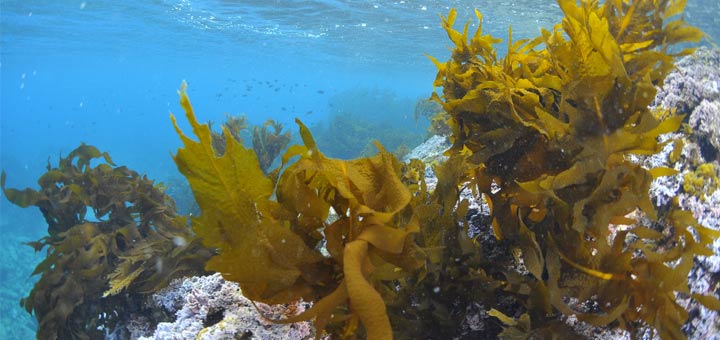 Why Seaweed Deserves to Be the Next Superfood