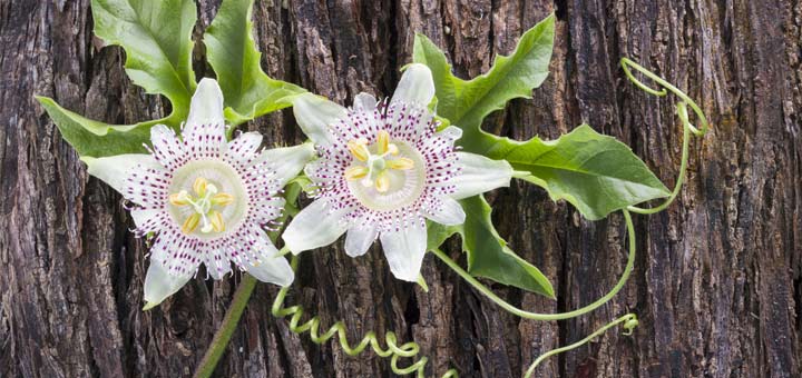 The 5 Impressive Benefits Of Passion Flower