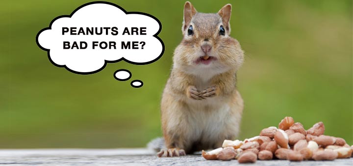 squirrel-peanuts-bad-for-me