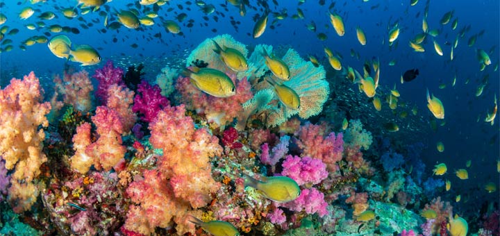 Dive Into Conservation For World Reef Day