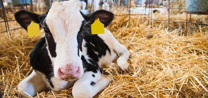 calf-in-cage