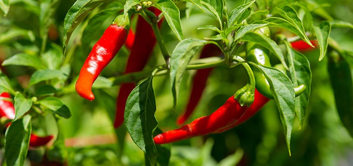 8 Important Health Benefits Of Cayenne Pepper
