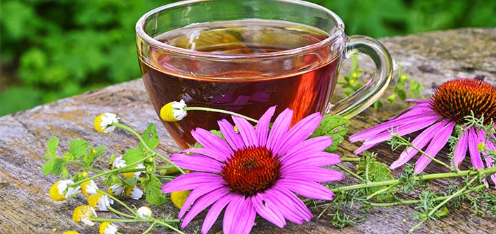 5 Benefits Of Echinacea: From Combatting Cancer To Immune Support