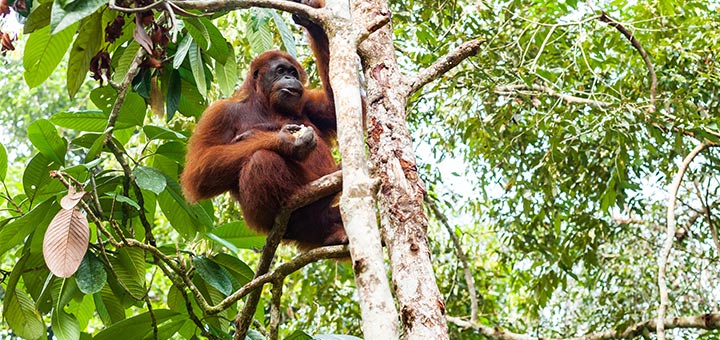 Celebrate National Endangered Species Day At Home
