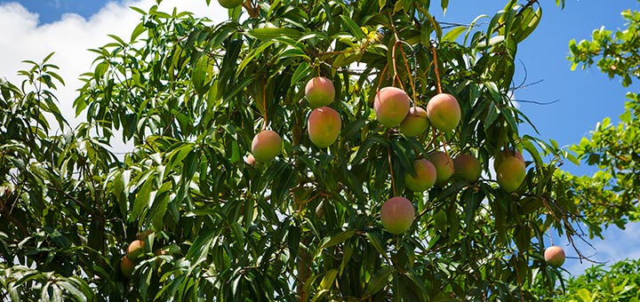 6 Amazing Health Benefits Of Mango Leaves