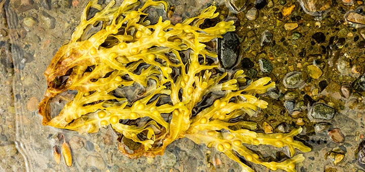 All About Bladderwrack: From Benefits To Side Effects