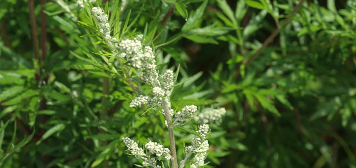 What Is Mugwort And Does It Live Up To The Hype?