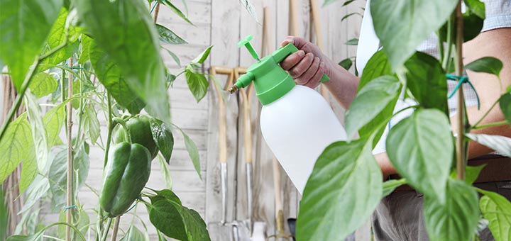 Homemade Chemical Free Pest Control Spray For Your Garden