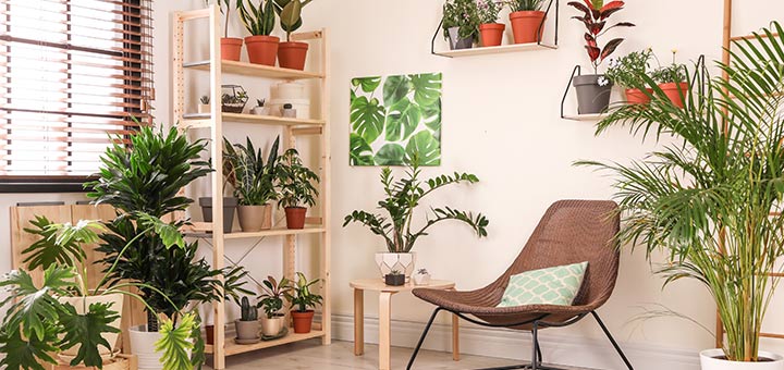 5 Indoor Plants That Will Help You Breathe Better