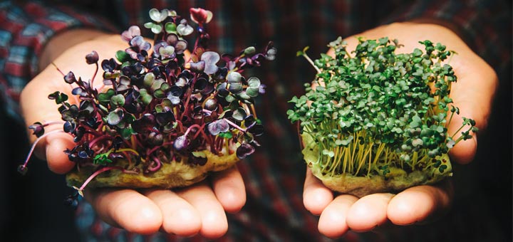 Sprout Your Way To A Healthier Body: The Benefits Of Sprouts