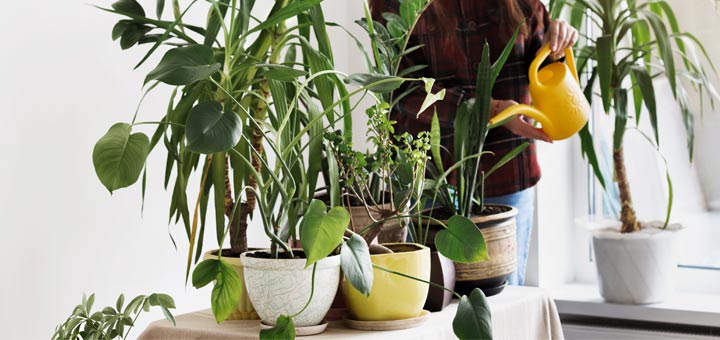 6 Natural Ways To Clean The Air In Your Home