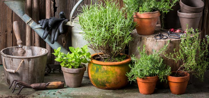 6 Medicinal Herbs You Can Grow In A Pot