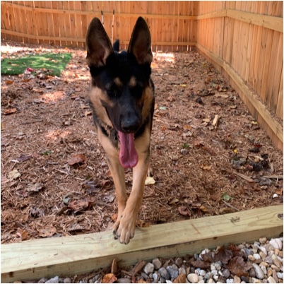 off the chain k9 training