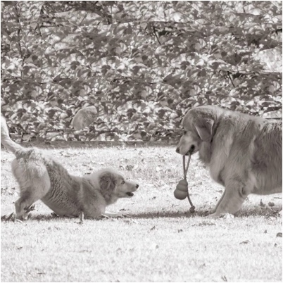 Pawsitive Pet Behavior, llc