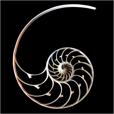Spiral Palms