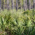 Saw Palmetto And The Male Prostate