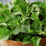 Nettle Leaf And The Male Body