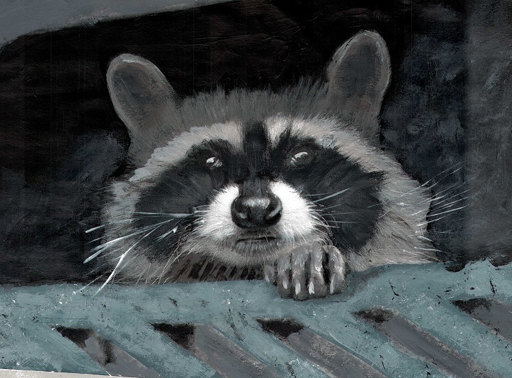 Fatso The Racoon Cropped