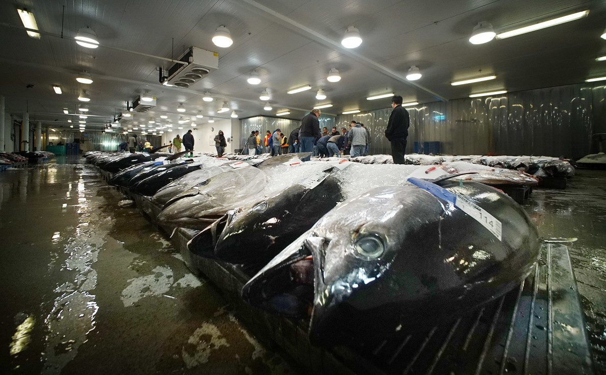 More Tuna For Hawaii Fishing Boats In 2018 Honolulu Civil Beat