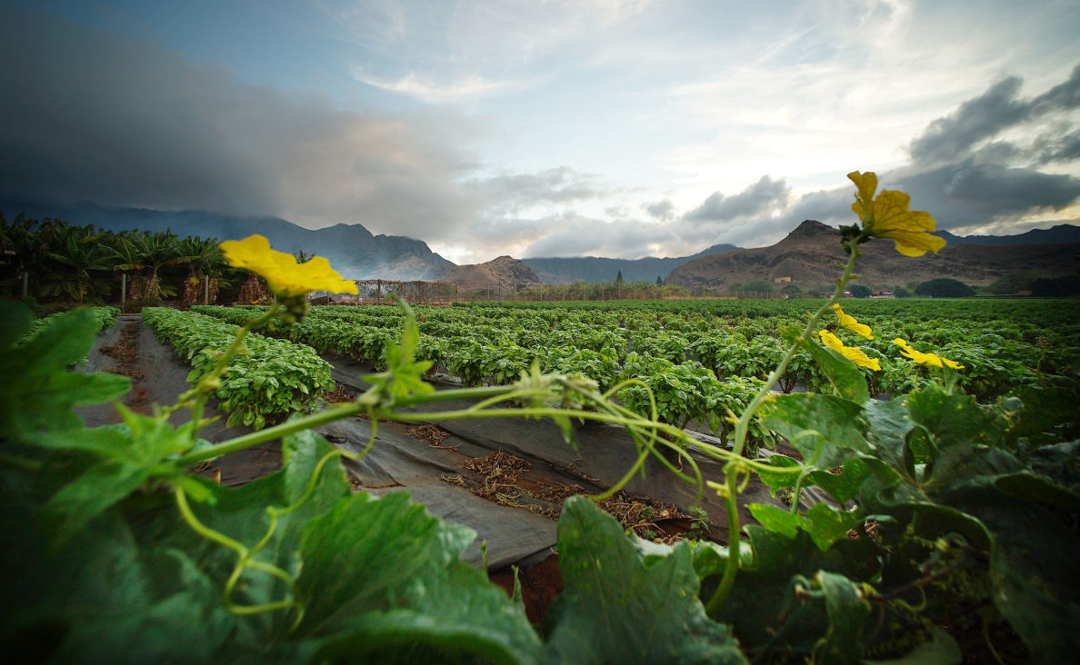 Waianae A Community Under Threat Honolulu Civil Beat