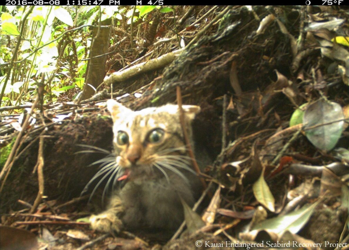 Tracking The Feral Cats That Kill Kauai's Endangered Seabirds
