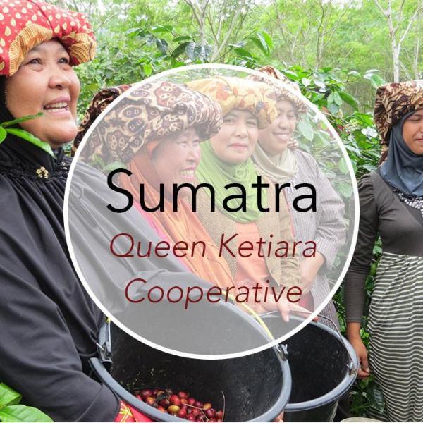 Copper Door Coffee Roasters Sumatra Queen Ketiara Beangenius