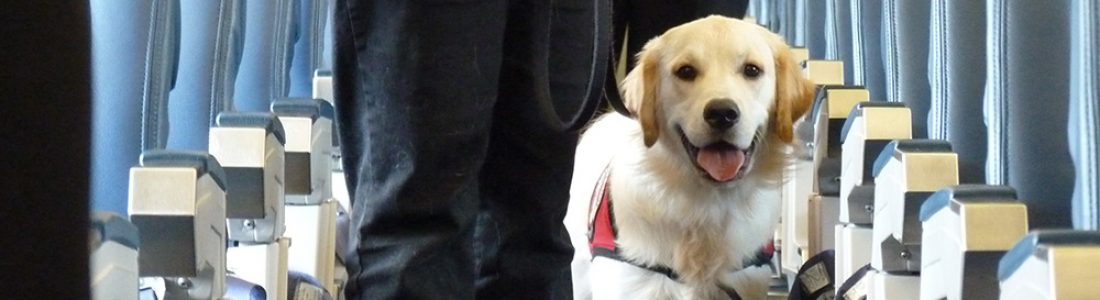 HUD Issues New Guidance on Assistance Animals