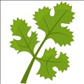 Cilantro icon