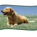 Golden Paws Grooming & Pet Services icon