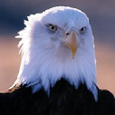 MRX Global Holding Corporation icon