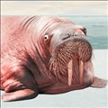 Walrus icon