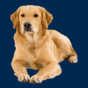 David Wilson Homes icon