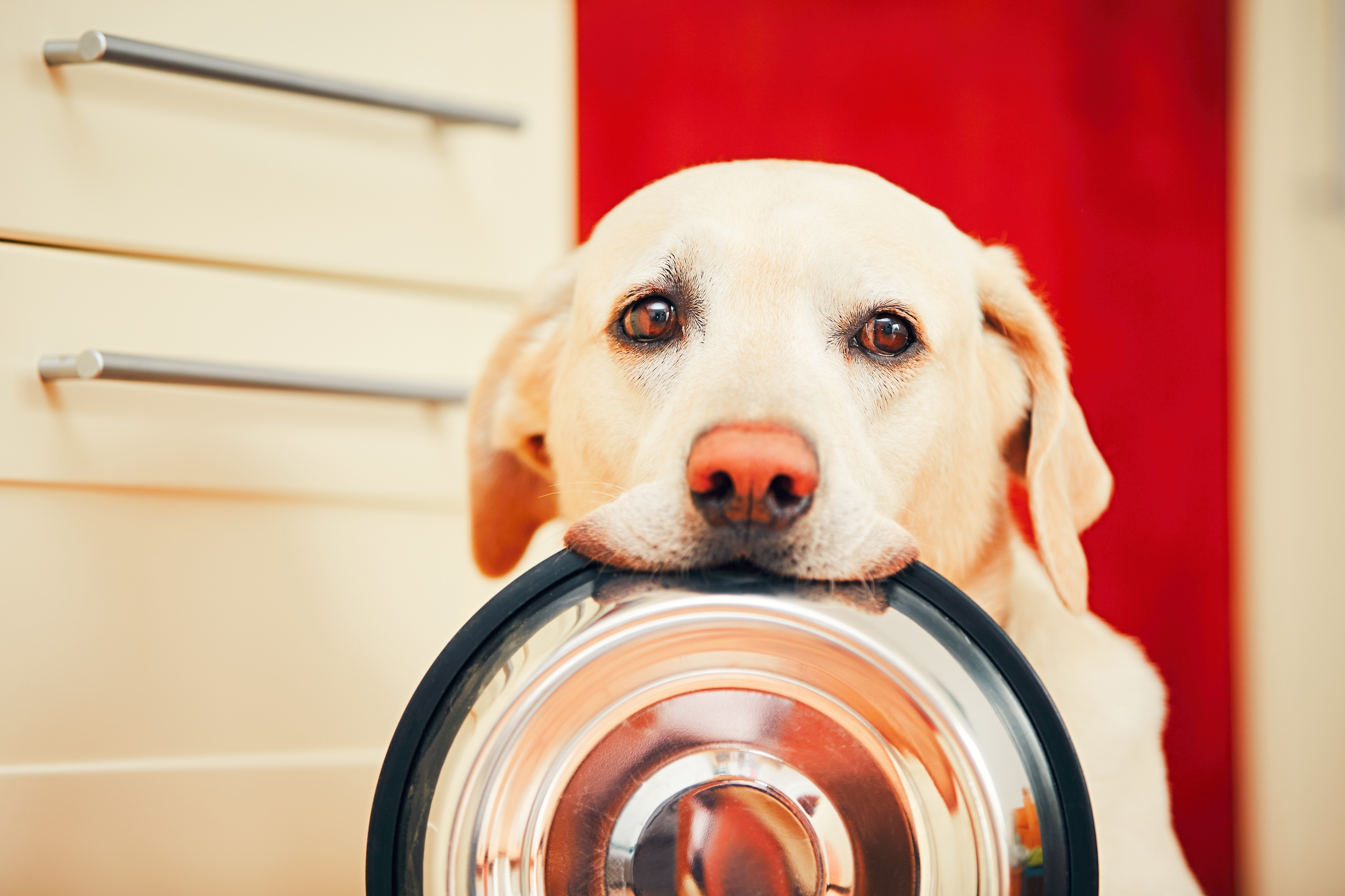 Dog be hungry. Собака кушает. Собака кушает. Собаки в будущем. Dog be hungry.