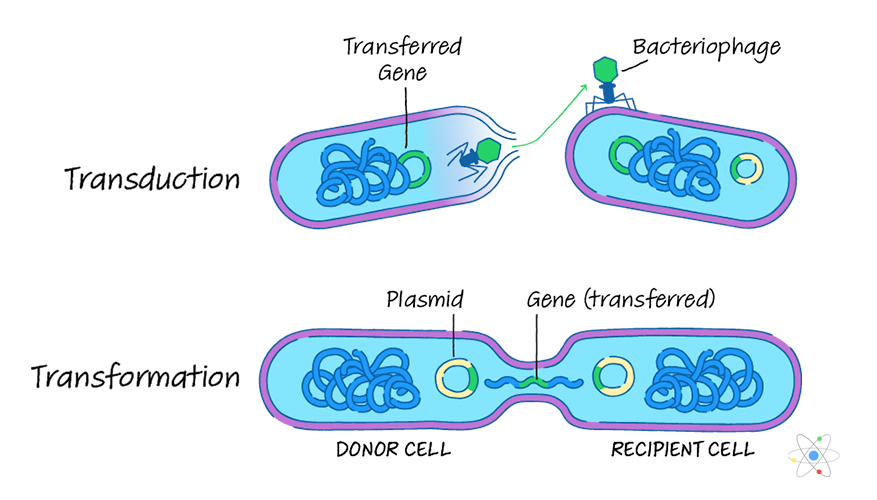 Prokaryotic Reproduction