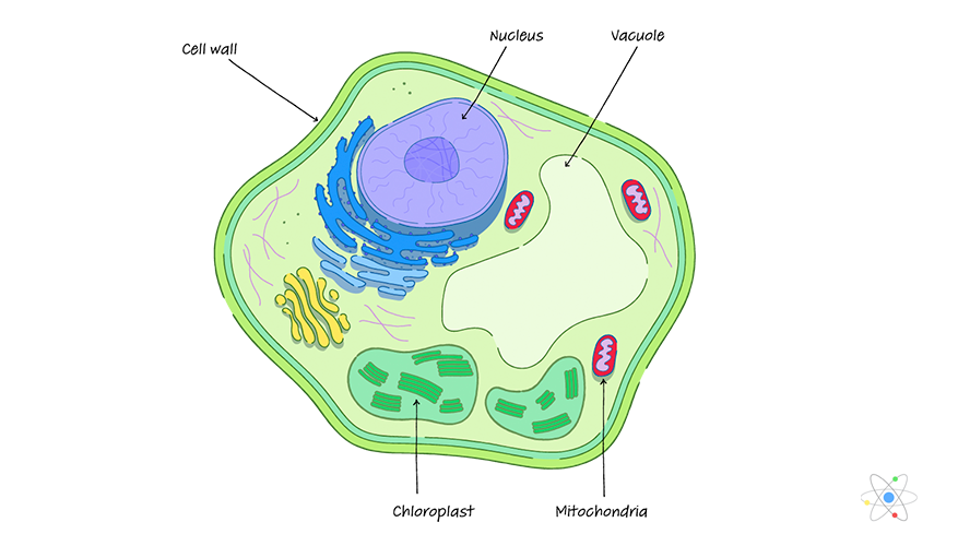 cell membrane in a plant cell