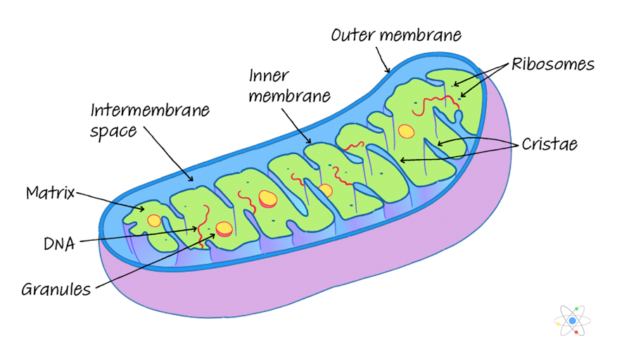 matrix of mitochondria