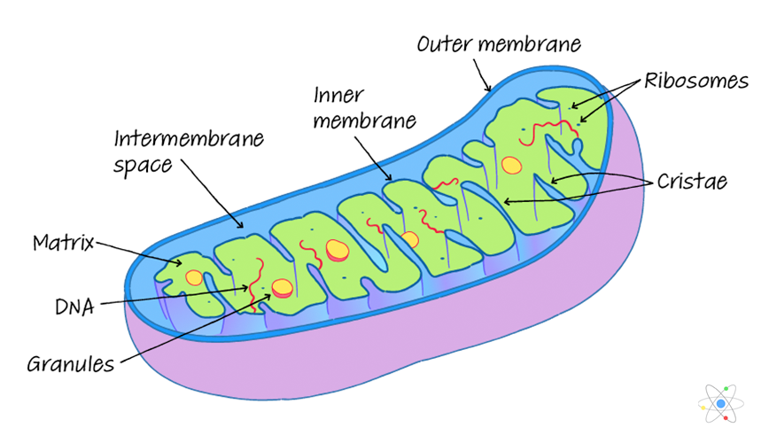 Mitochondria Diagram With Labels Mitochondria Diagram With Labels