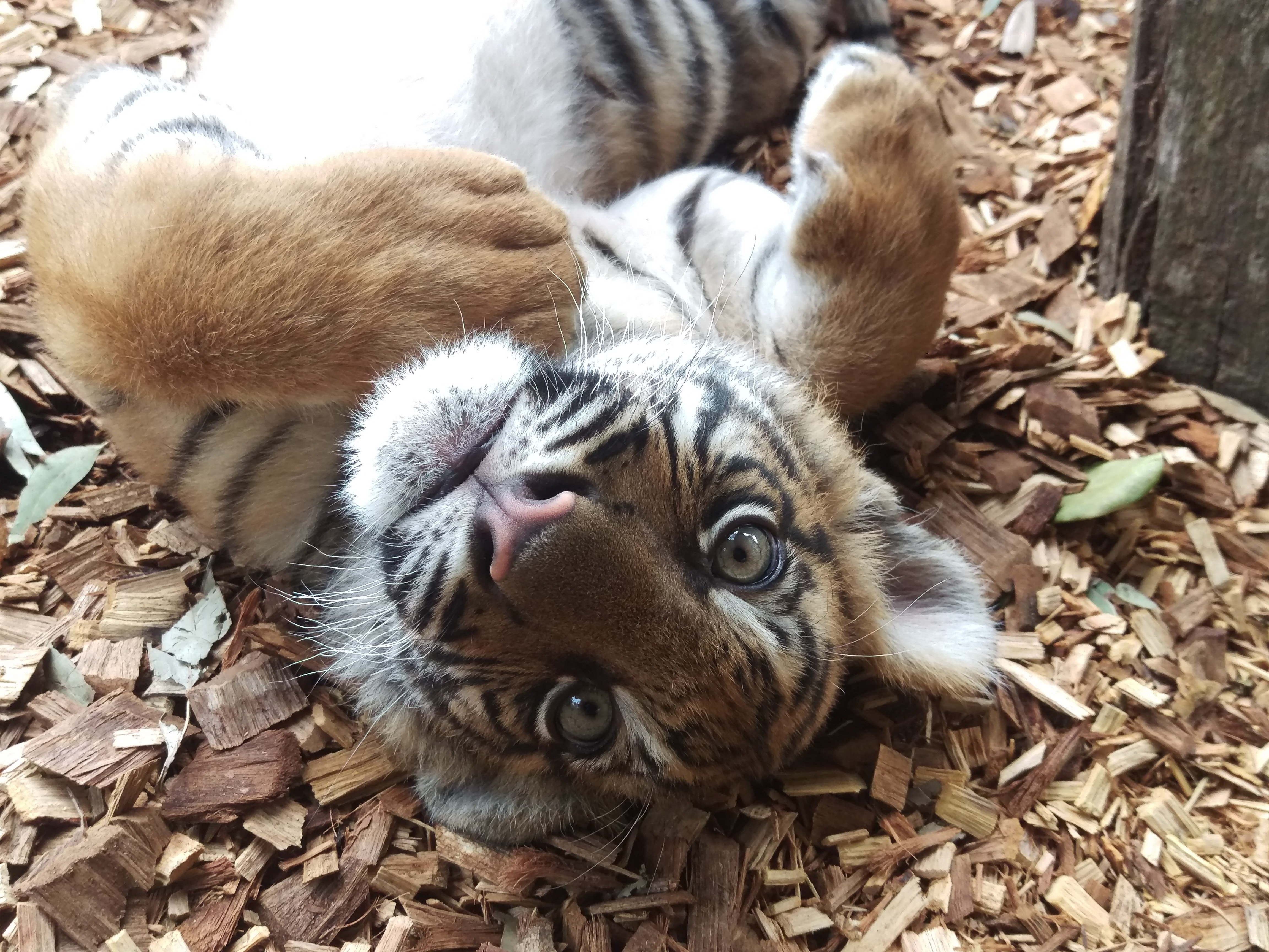 How An Actual Tiger Mother Raises Her Cubs