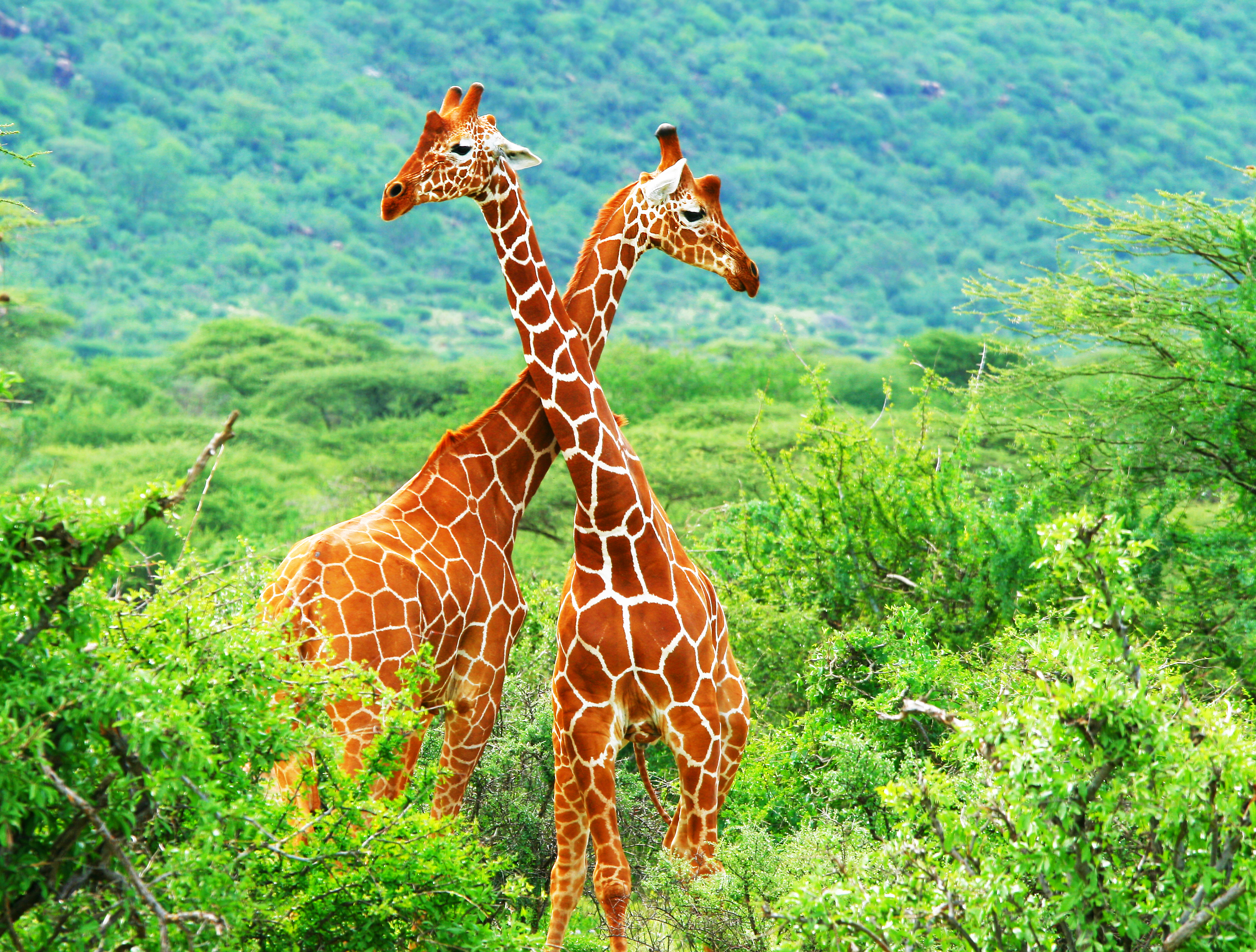 how do giraffes mate