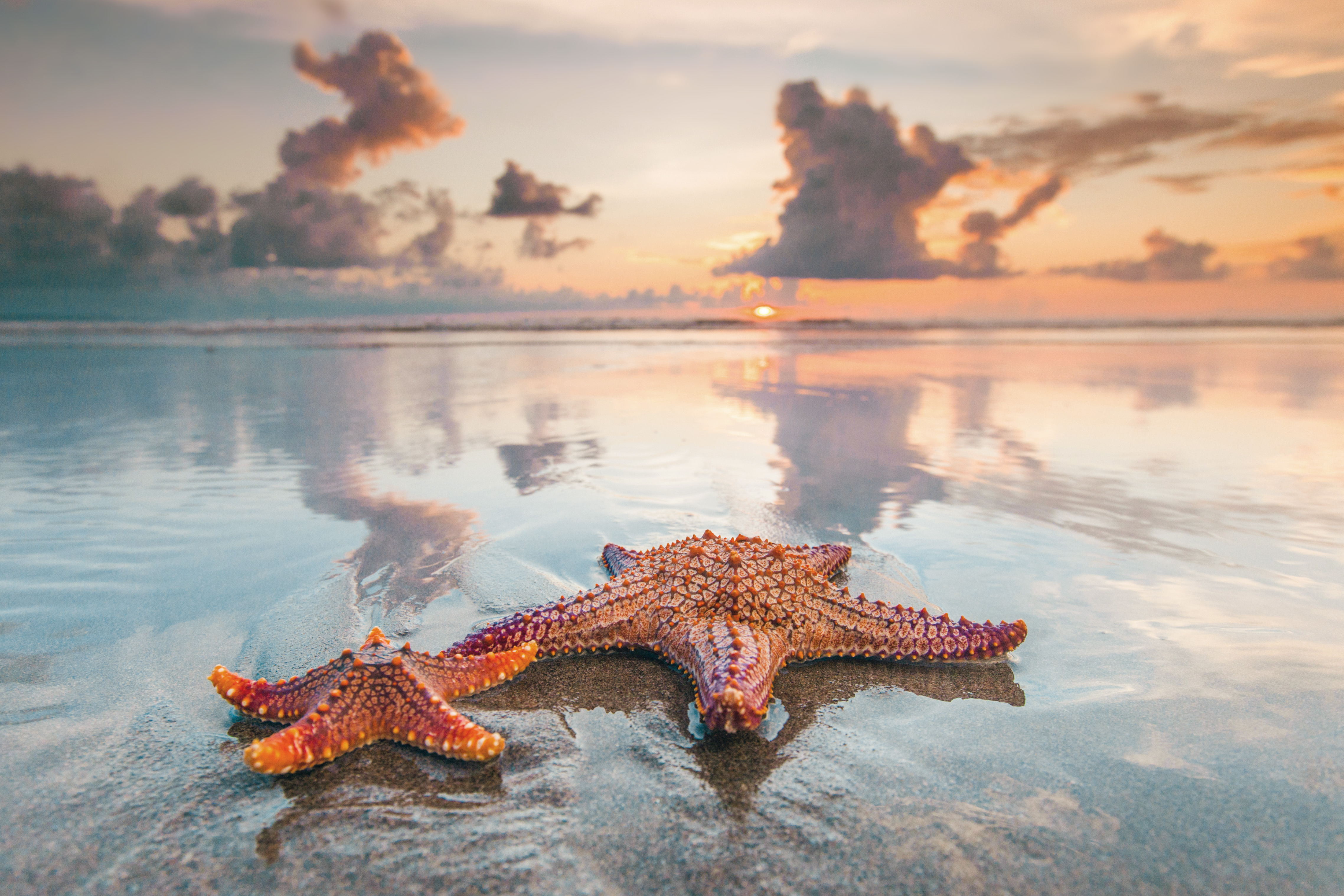 When to Get Starfish on the Beach?