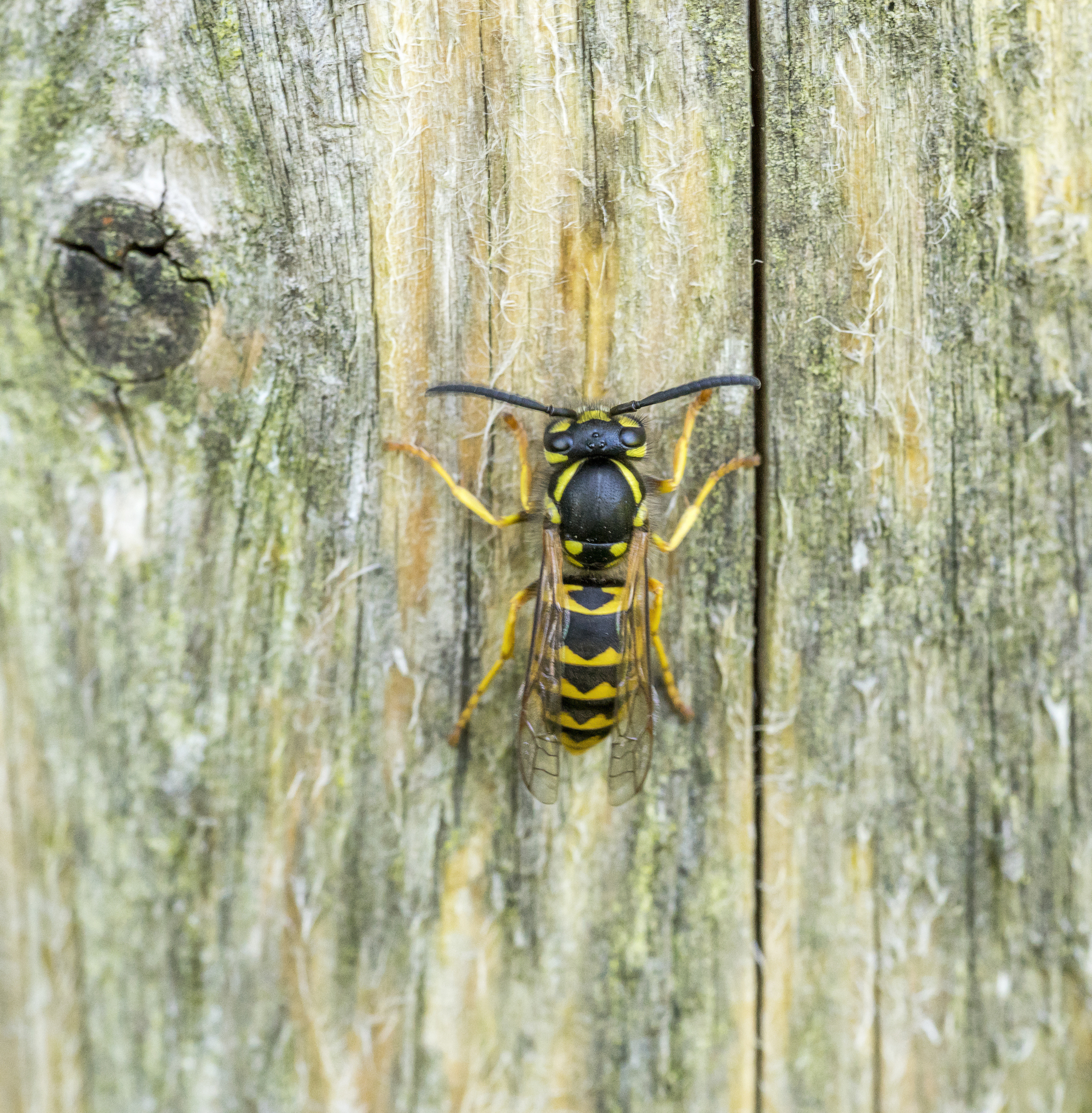 White-Striped Black Mason Wasp