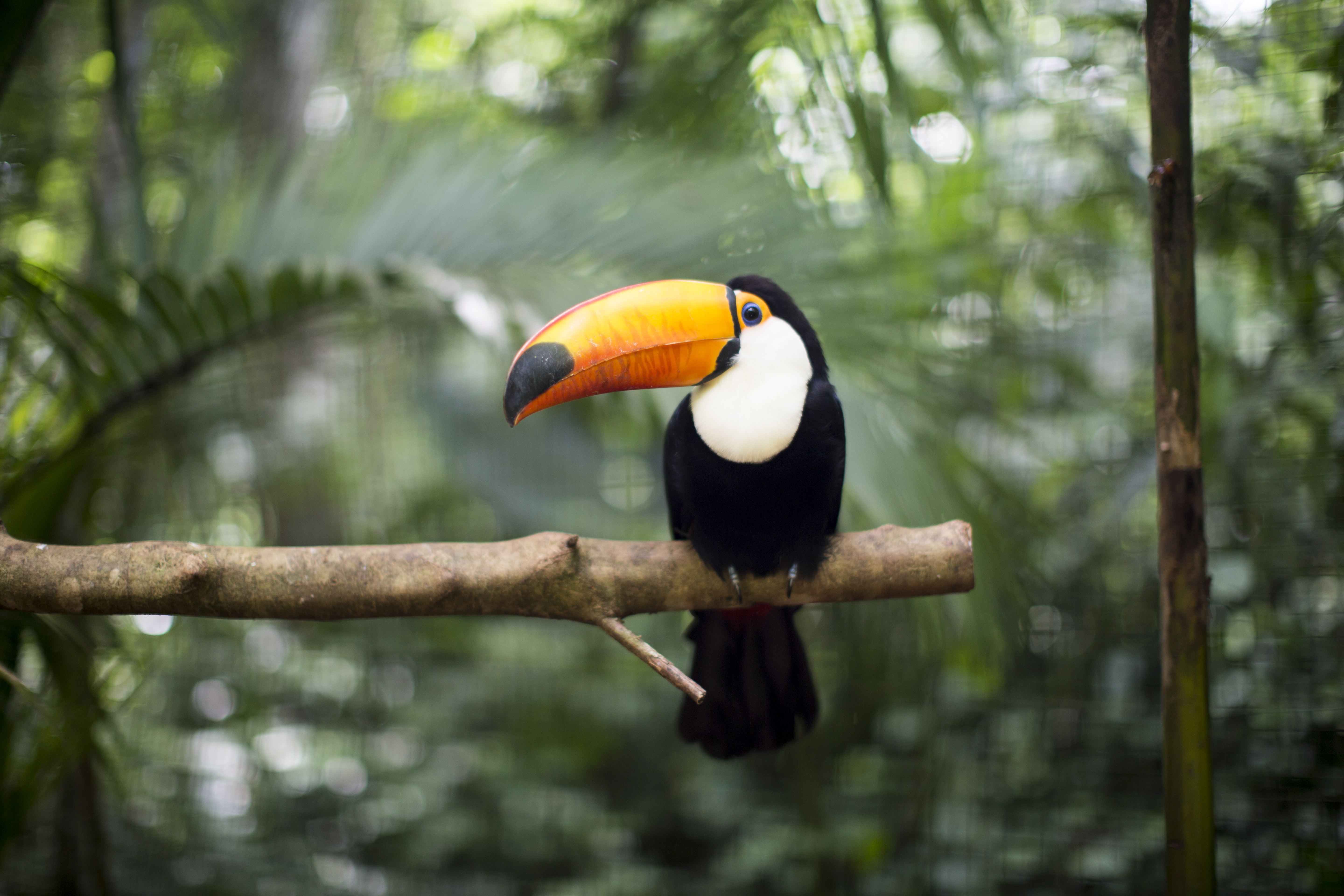 Animals That Live In The Canopy Layer Of The Rainforest