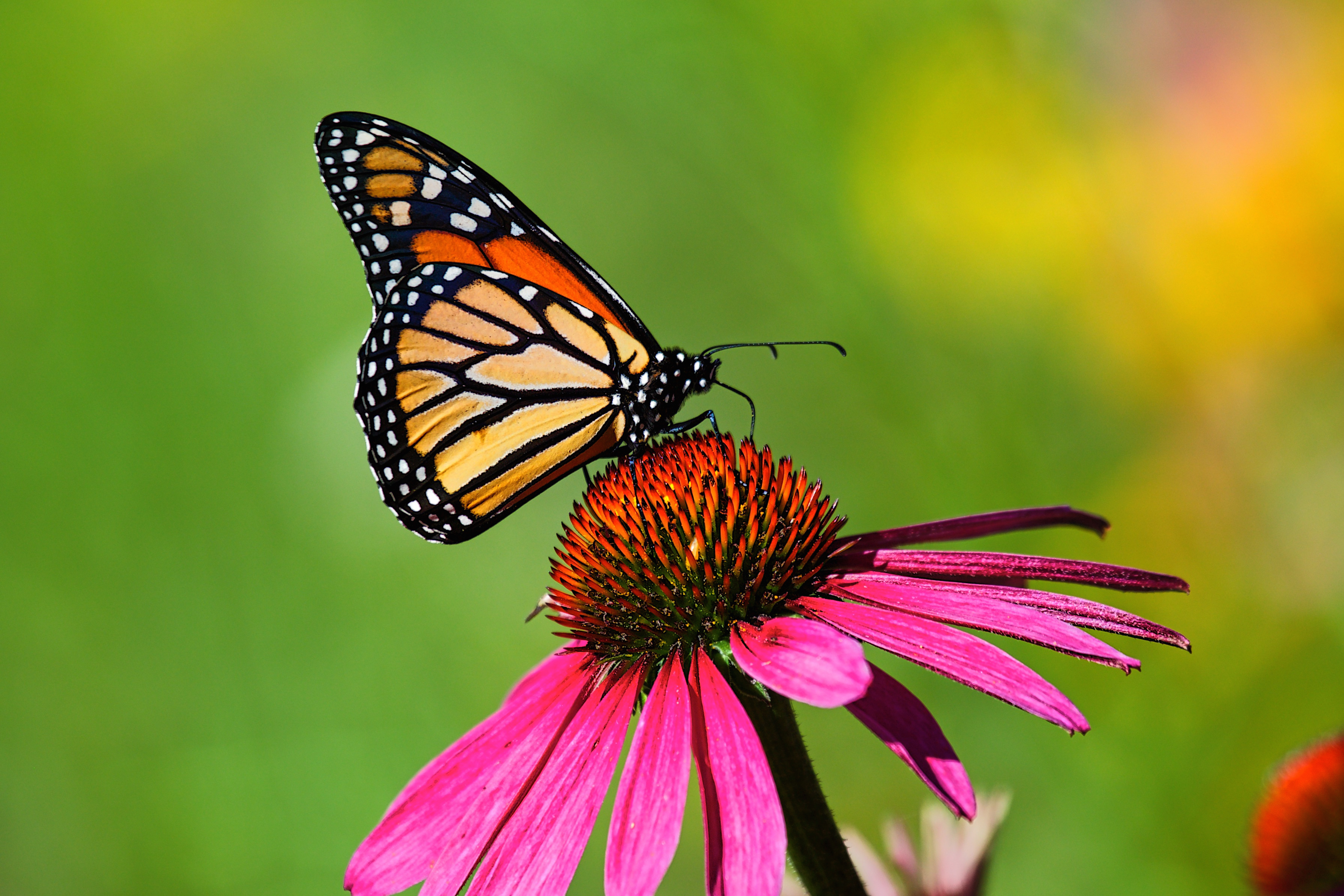 how do butterflies have babies