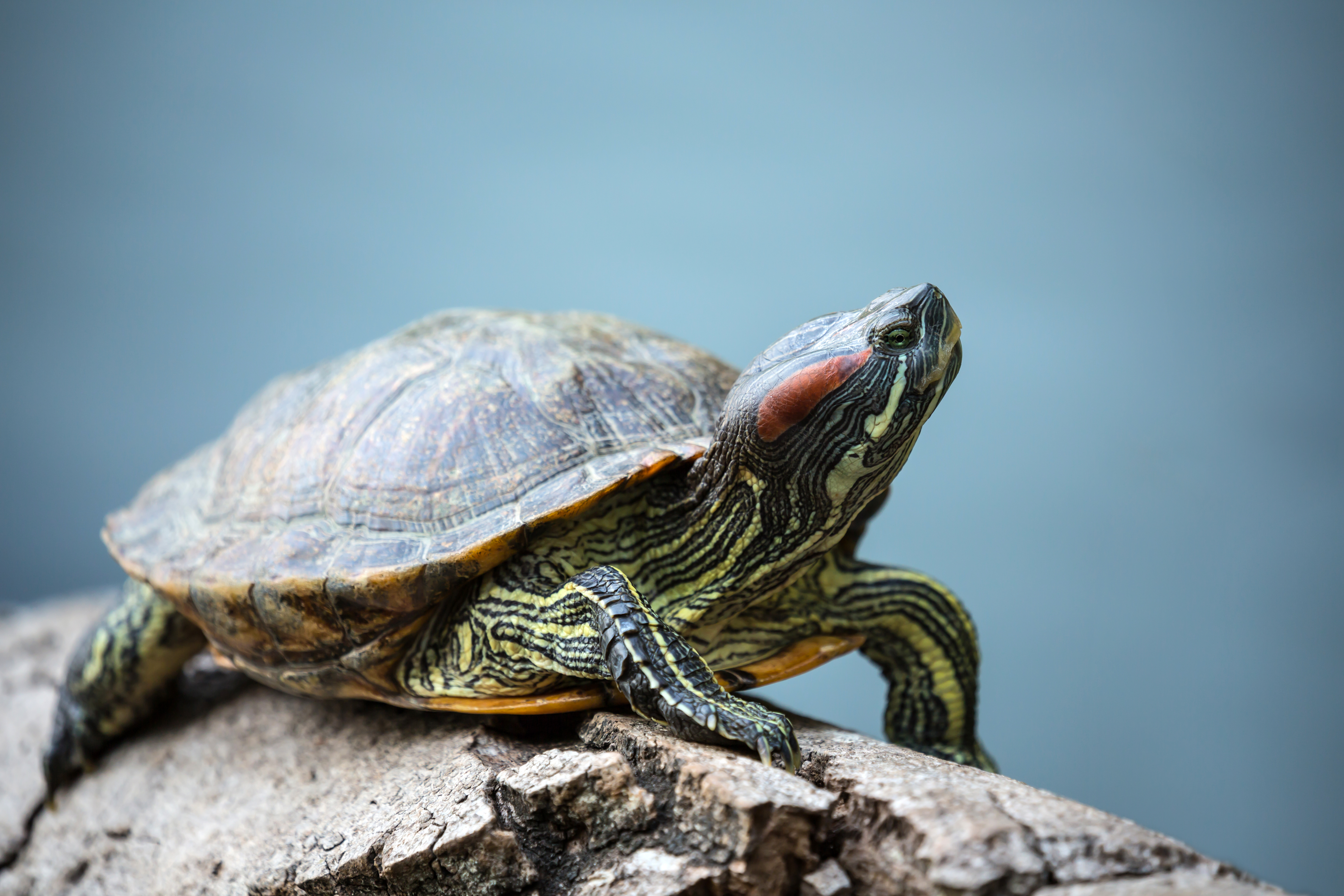 How Do Clams Produce Their Shells?