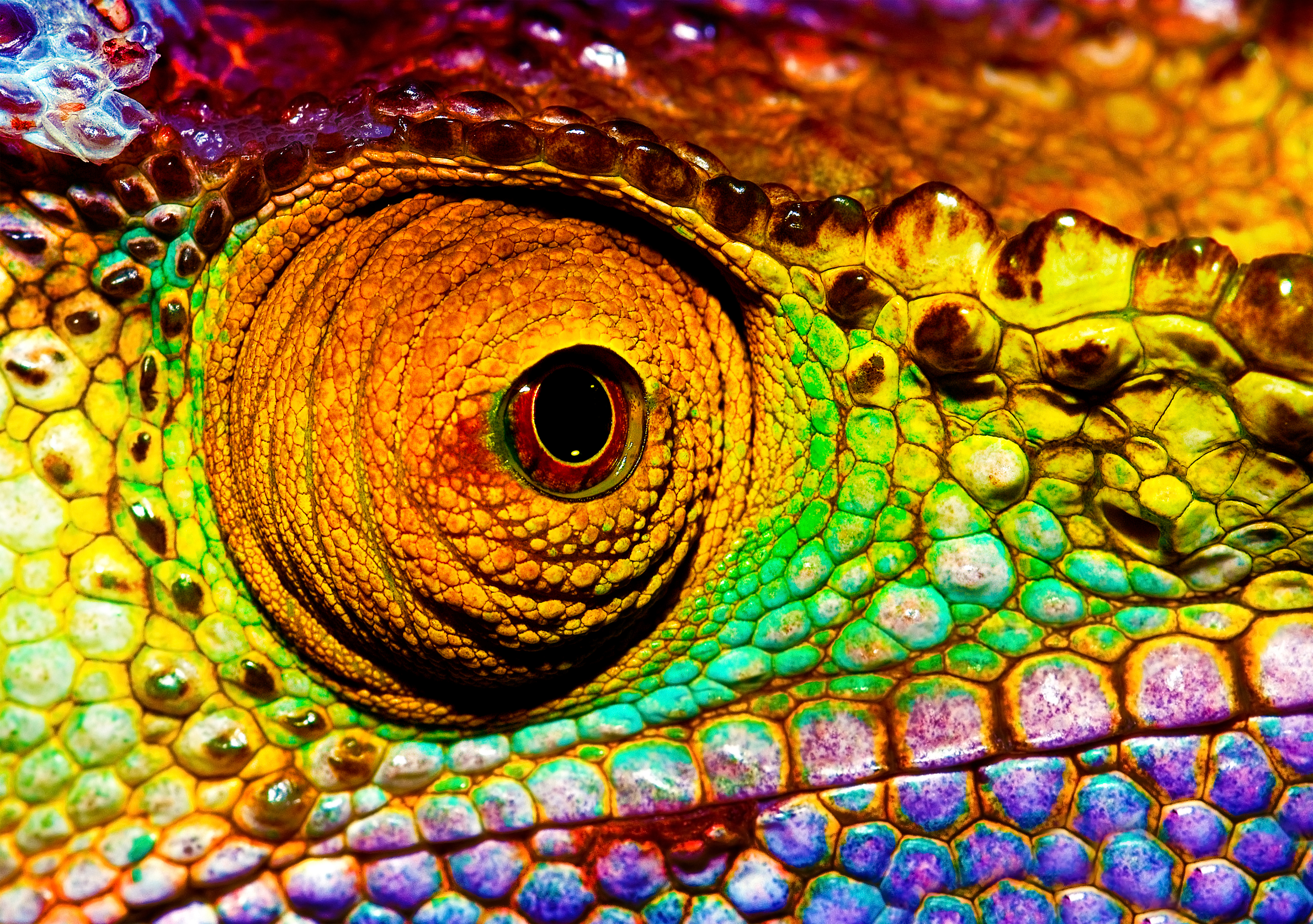 Why Do Reptiles Have Scales