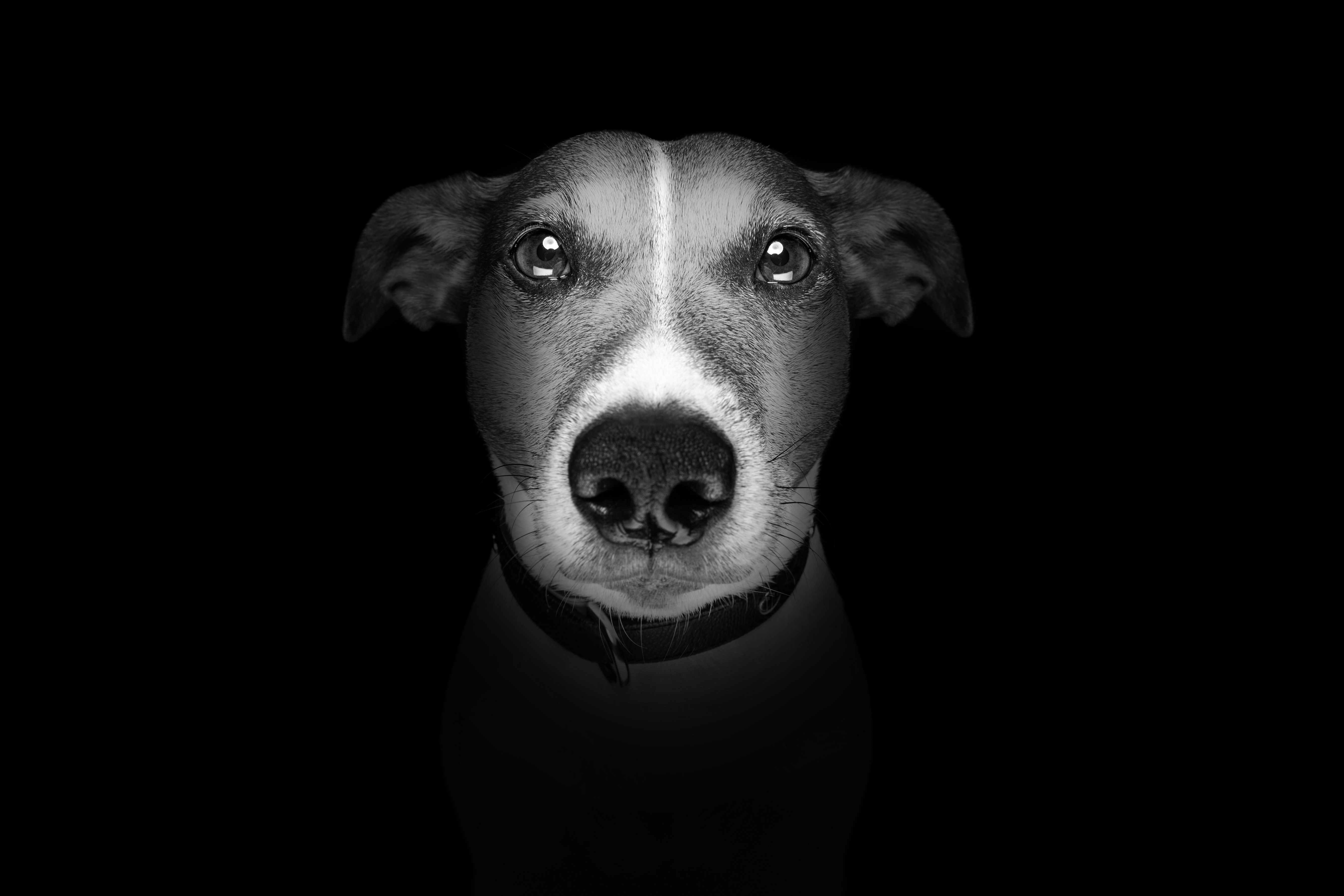 Can You Bury A Dog In Your Backyard In New York