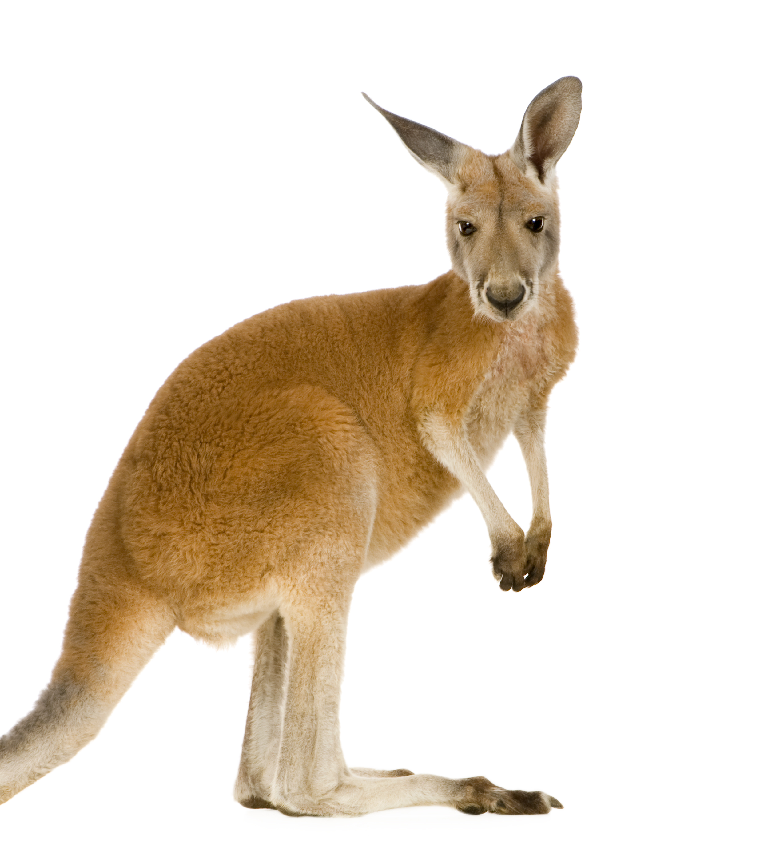 wallaroo pet