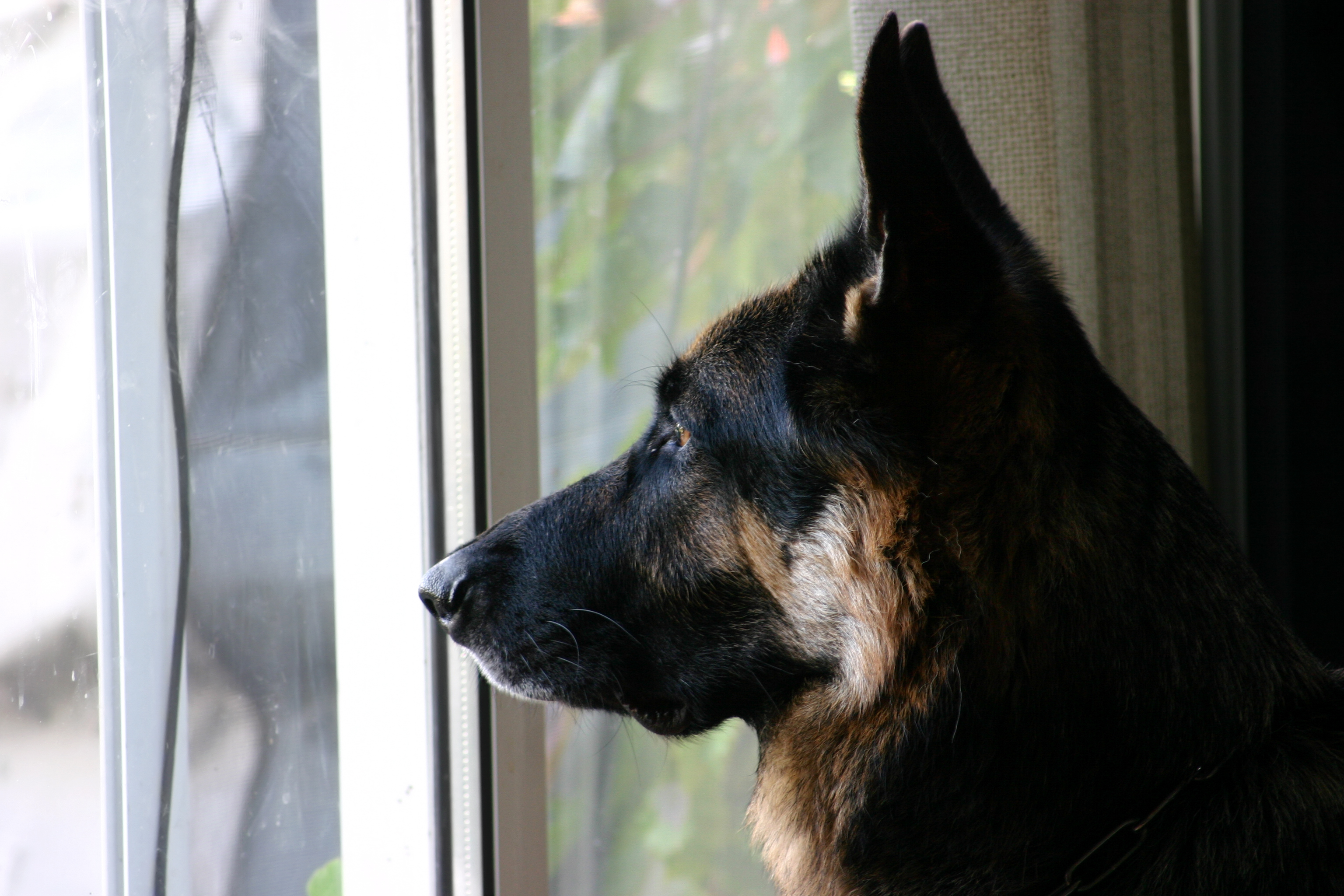 how do you measure a dog for a sliding glass door